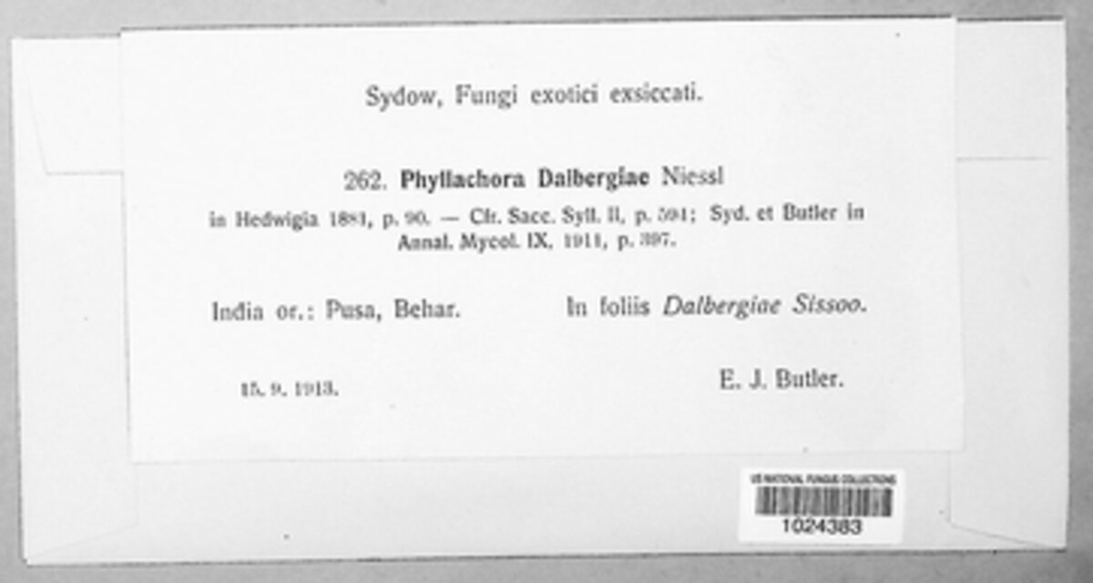Phyllachora viventis image